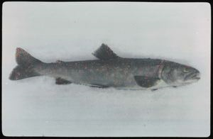 Image of Char, Northern Trout